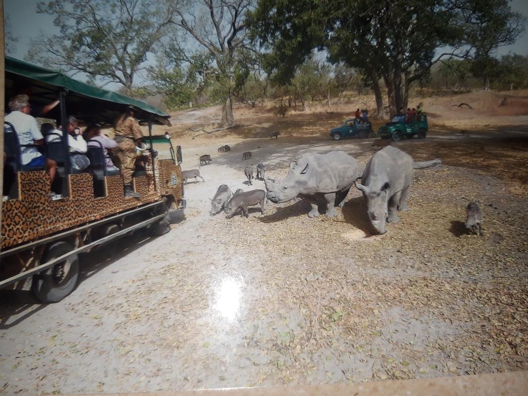 Wildlife Safari