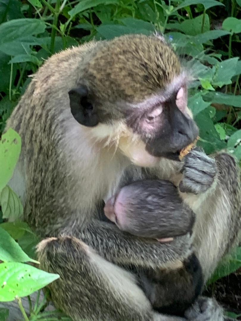 Banjul Albert Market