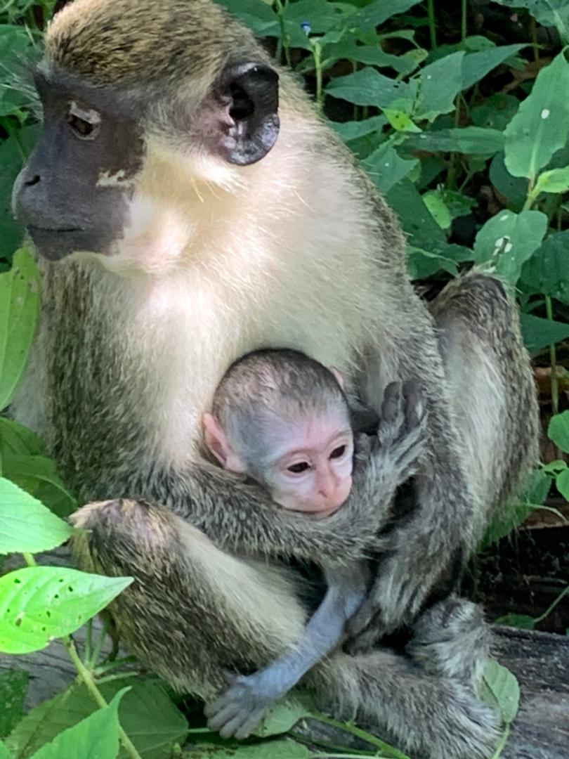 Snake Farm Adventure