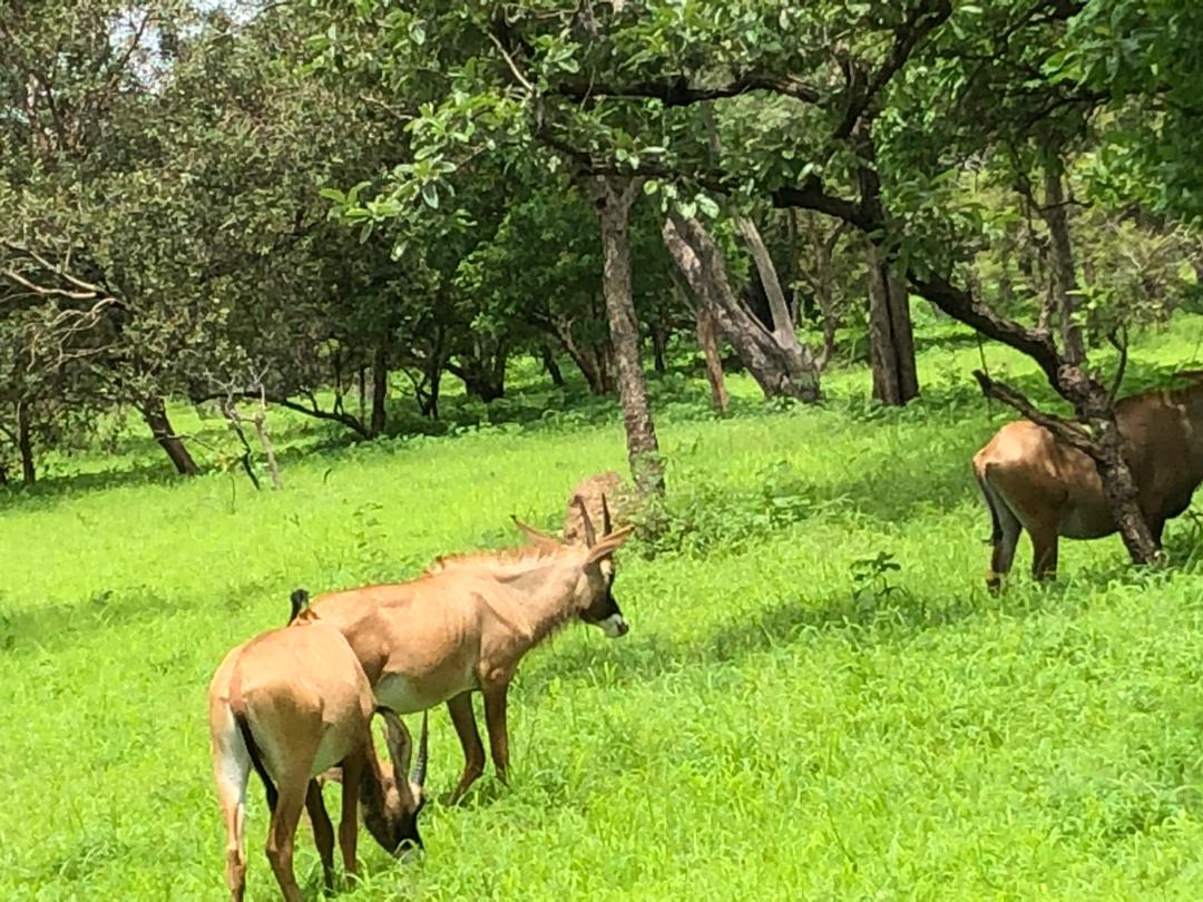 Abuko Nature Reserve